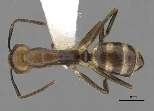 Camponotus reburrus specimen CASENT0280062 image casent0280062_1