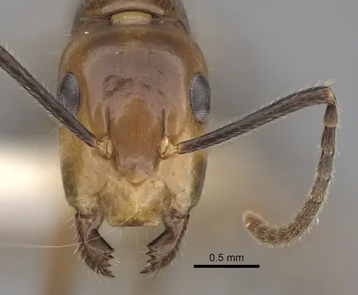 Camponotus reburrus specimen CASENT0280062 image casent0280062_2