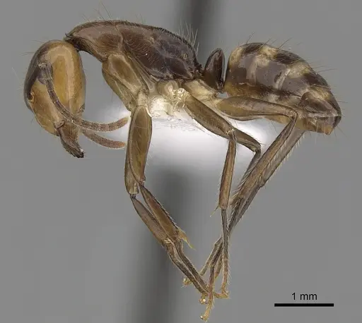 Camponotus reburrus specimen CASENT0280062 image casent0280062_3