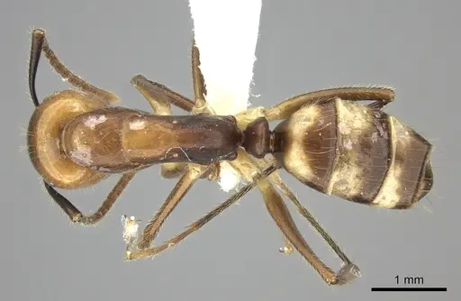 Camponotus reburrus specimen CASENT0619253 image casent0619253_1