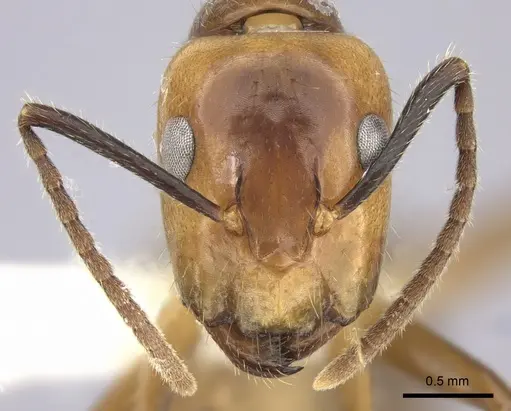 Camponotus reburrus specimen CASENT0619253 image casent0619253_2