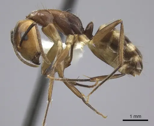 Camponotus reburrus specimen CASENT0619253 image casent0619253_3