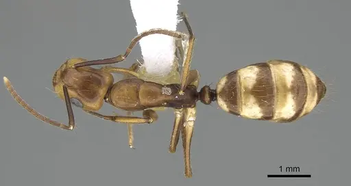 Camponotus reburrus specimen CASENT0919838 image casent0919838_1