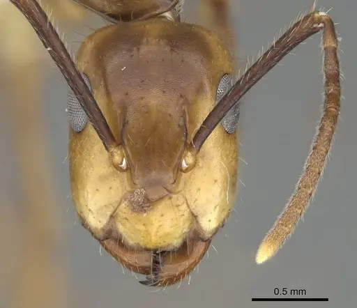 Camponotus reburrus specimen CASENT0919838 image casent0919838_2