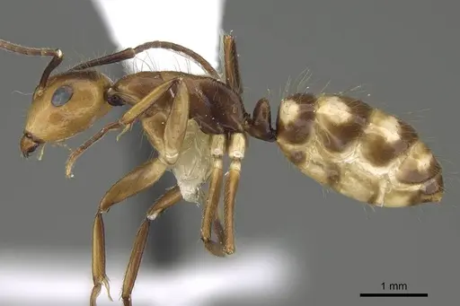 Camponotus reburrus specimen CASENT0919838 image casent0919838_3