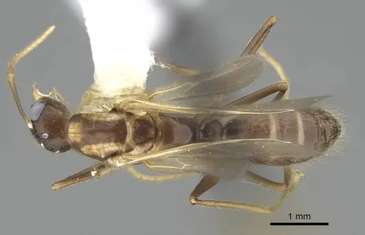 Camponotus reburrus specimen CASENT0919839 image casent0919839_1
