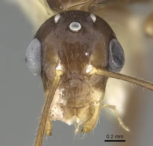 Camponotus reburrus specimen CASENT0919839 image casent0919839_2