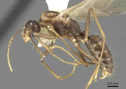 Camponotus reburrus specimen CASENT0919839 image casent0919839_3