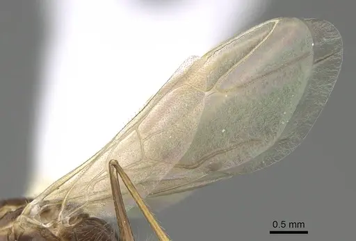 Camponotus reburrus specimen CASENT0919839 image casent0919839_4