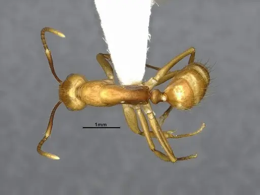 Camponotus reburrus specimen CASENT4031631 image casent4031631_1