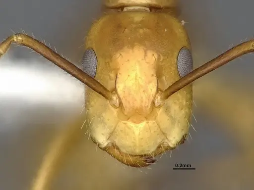 Camponotus reburrus specimen CASENT4031631 image casent4031631_2