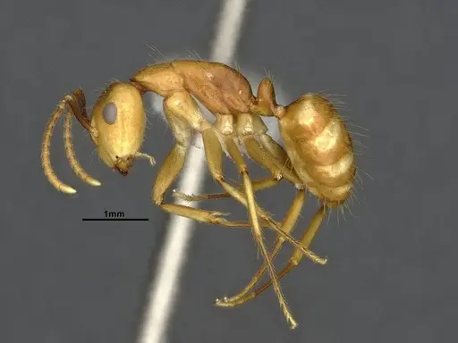 Camponotus reburrus specimen CASENT4031631 image casent4031631_3