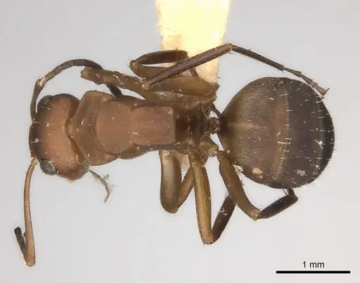 Camponotus rectangularis specimen CASENT0217691 image casent0217691_1
