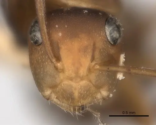 Camponotus rectangularis specimen CASENT0217691 image casent0217691_2