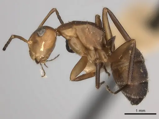 Camponotus rectangularis specimen CASENT0217691 image casent0217691_3