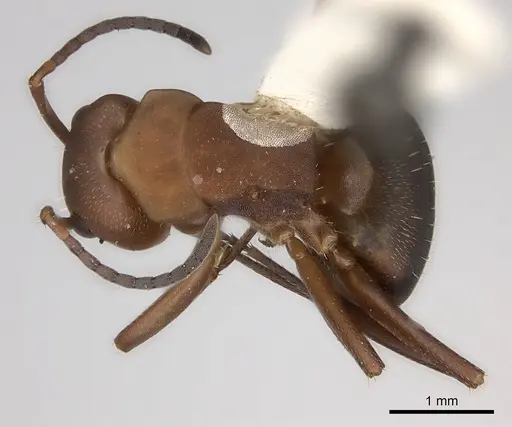 Camponotus rectangularis specimen CASENT0217692 image casent0217692_1