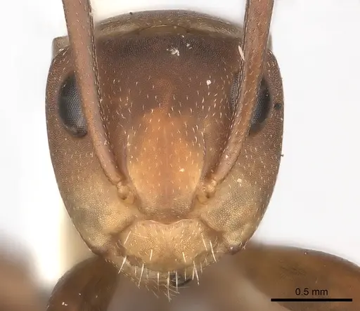 Camponotus rectangularis specimen CASENT0217692 image casent0217692_2