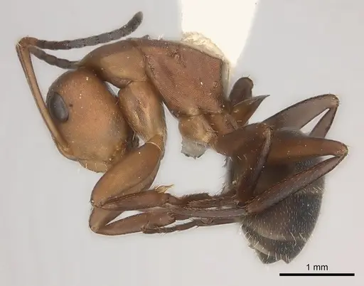 Camponotus rectangularis specimen CASENT0217692 image casent0217692_3