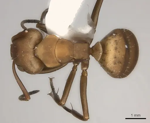 Camponotus rectangularis specimen CASENT0217693 image casent0217693_1