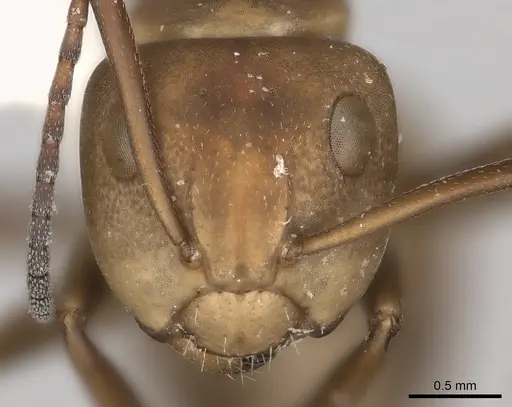 Camponotus rectangularis specimen CASENT0217693 image casent0217693_2