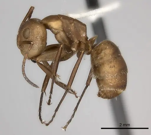 Camponotus rectangularis specimen CASENT0217693 image casent0217693_3
