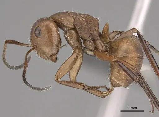 Camponotus rectangularis specimen CASENT0227884 image casent0227884_1