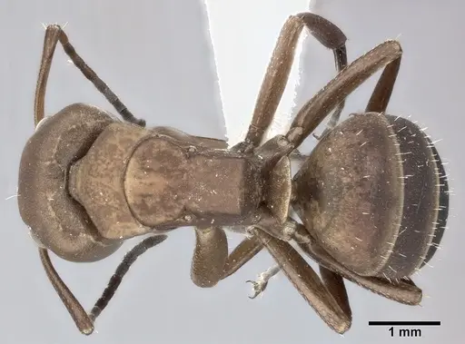 Camponotus rectangularis specimen CASENT0246660 image casent0246660_1