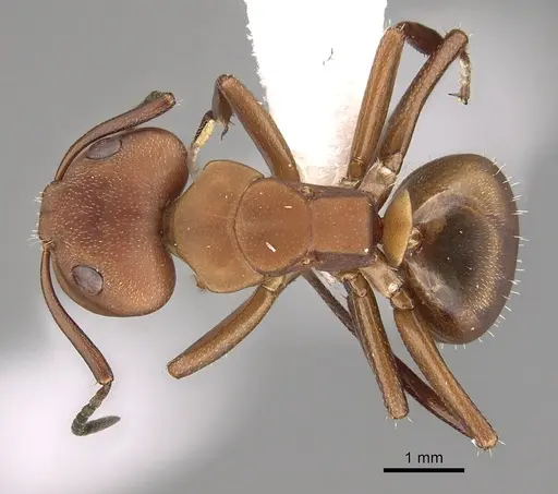Camponotus rectangularis specimen CASENT0280135 image casent0280135_1