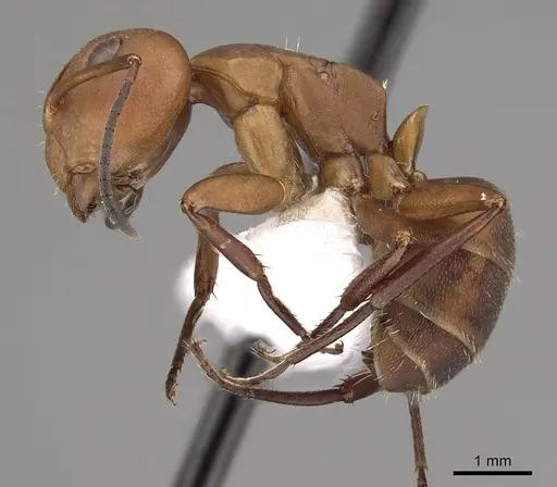 Camponotus rectangularis specimen CASENT0280135 image casent0280135_3