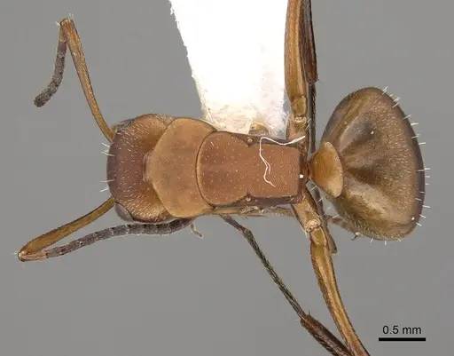 Camponotus rectangularis specimen CASENT0280136 image casent0280136_1