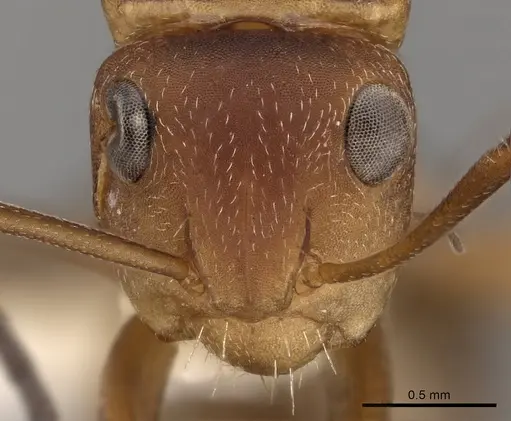 Camponotus rectangularis specimen CASENT0280136 image casent0280136_2