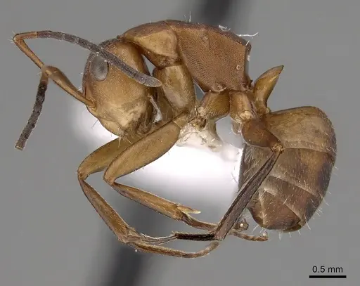 Camponotus rectangularis specimen CASENT0280136 image casent0280136_3