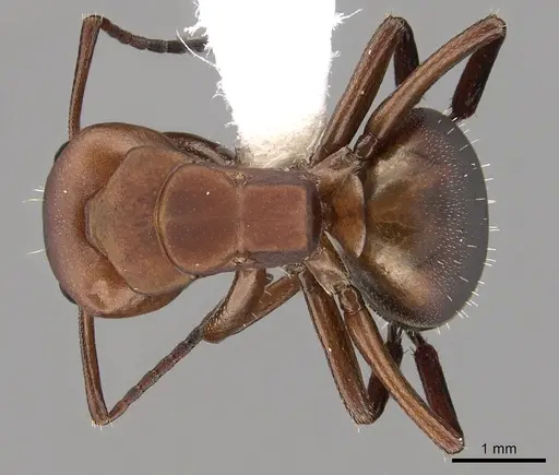 Camponotus rectangularis specimen CASENT0280139 image casent0280139_1