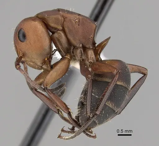 Camponotus rectangularis specimen CASENT0280139 image casent0280139_3