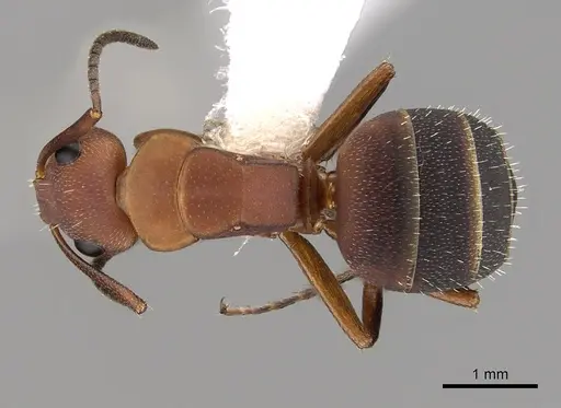 Camponotus rectangularis specimen CASENT0280140 image casent0280140_1