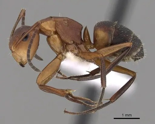 Camponotus rectangularis specimen CASENT0280140 image casent0280140_3