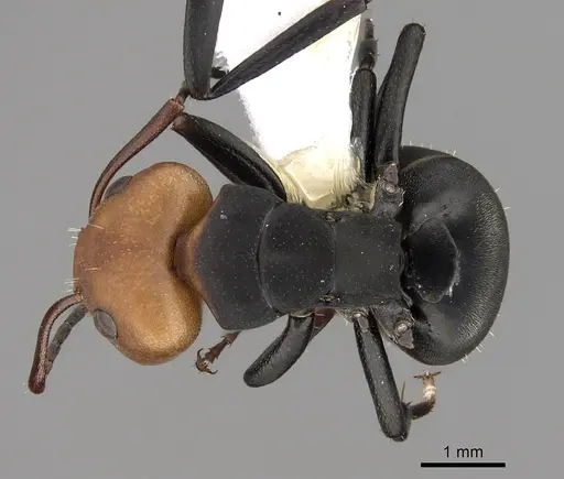 Camponotus rectangularis specimen CASENT0280141 image casent0280141_1