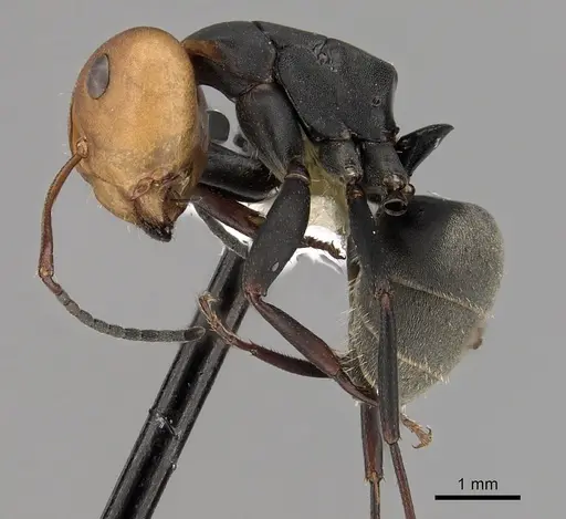 Camponotus rectangularis specimen CASENT0280141 image casent0280141_3