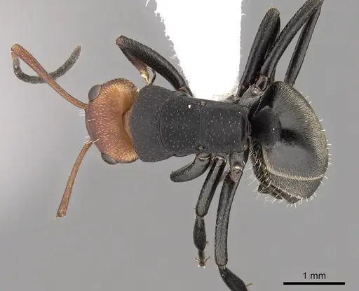 Camponotus rectangularis specimen CASENT0280142 image casent0280142_1