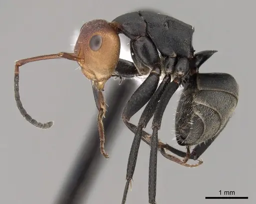Camponotus rectangularis specimen CASENT0280142 image casent0280142_3