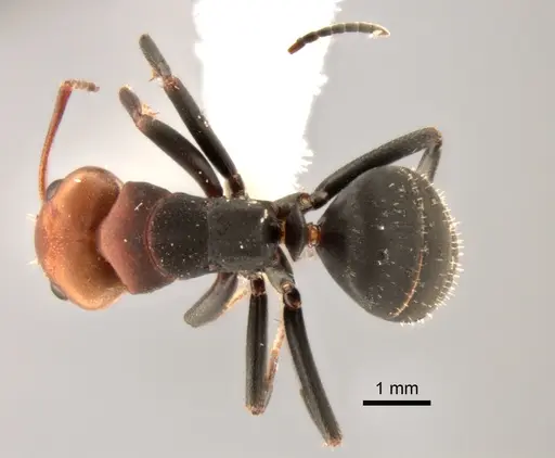 Camponotus rectangularis specimen CASENT0882301 image casent0882301_1