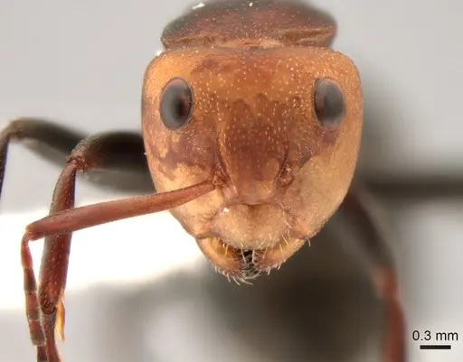 Camponotus rectangularis specimen CASENT0882301 image casent0882301_2
