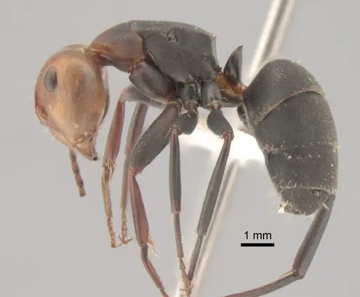 Camponotus rectangularis specimen CASENT0882301 image casent0882301_3