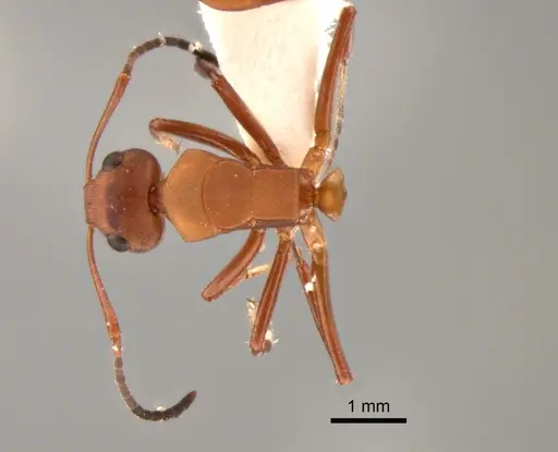 Camponotus rectangularis specimen CASENT0882311 image casent0882311_1