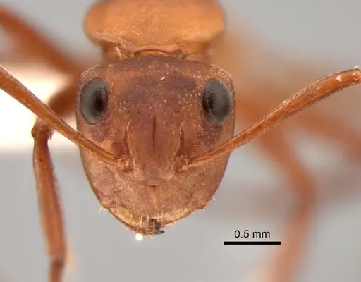 Camponotus rectangularis specimen CASENT0882311 image casent0882311_3
