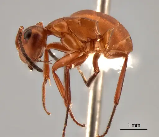 Camponotus rectangularis specimen CASENT0882311 image casent0882311_4