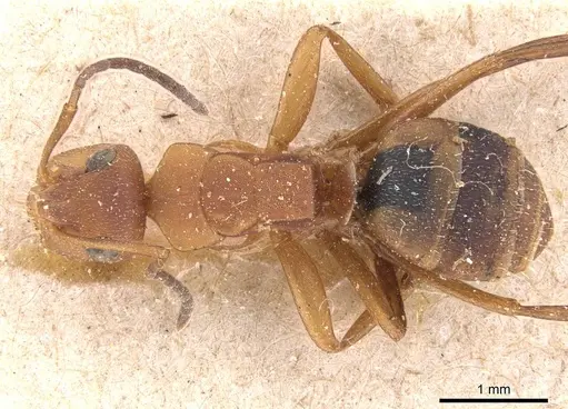 Camponotus rectangularis specimen CASENT0905527 image casent0905527_1