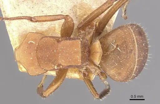Camponotus rectangularis specimen CASENT0910743 image casent0910743_1