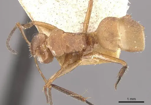Camponotus rectangularis specimen CASENT0910744 image casent0910744_1