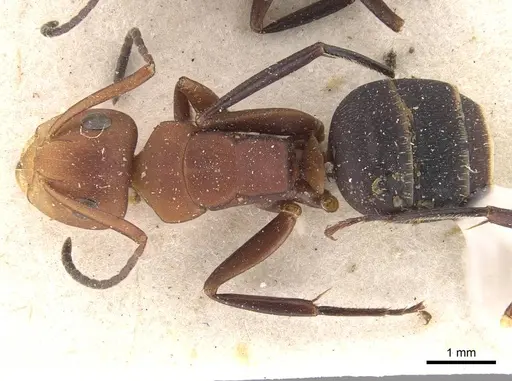 Camponotus rectangularis specimen CASENT0910745 image casent0910745_1